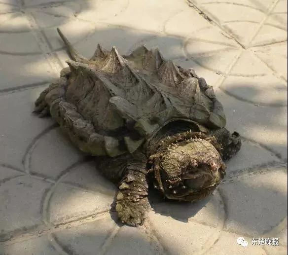 养了三十多年的鳄龟被过路司机抱走